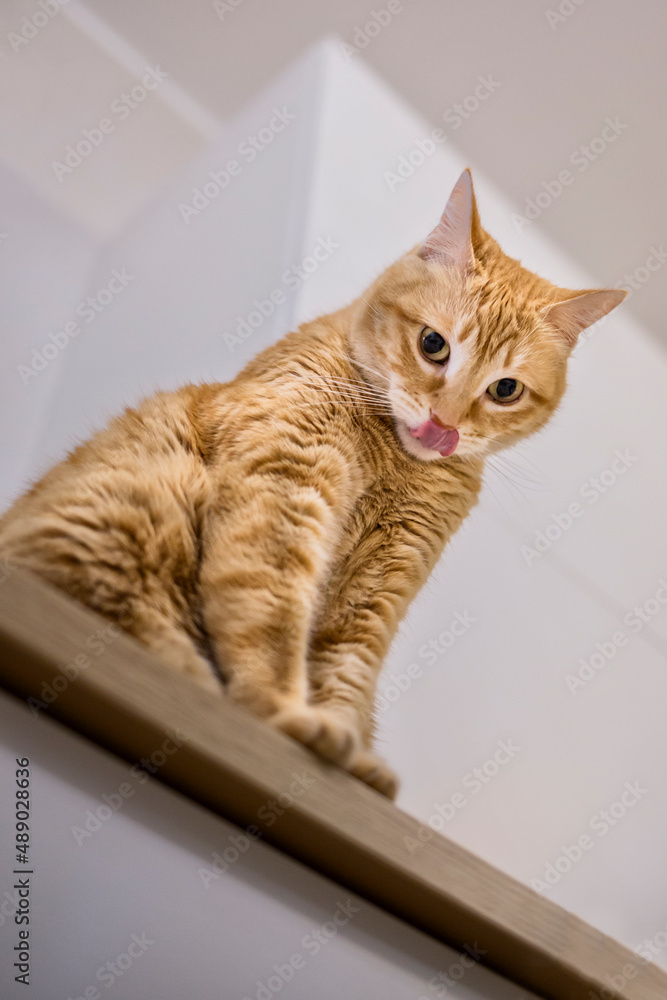 Cute red yellow pale cat sitting isolated