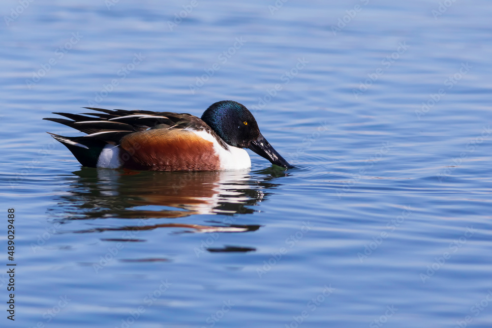 Fototapeta premium Swimming duck. Blue water background. Duck; Northern Shoveler. (Spatula clypeata)