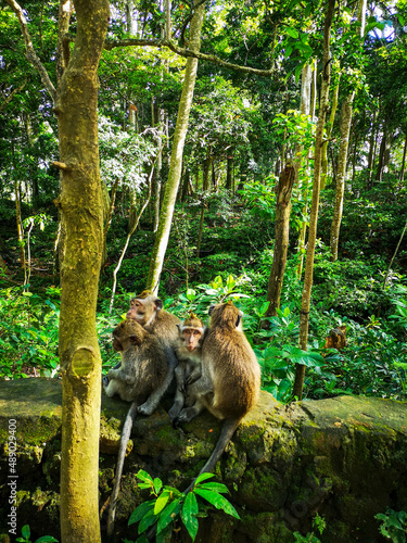 Monkeys in Monkey forest, Bali, Indonesia