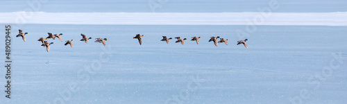 Frozen lake and birds. White blue nature background. Birds; Mallard, Eurasian Wigeon and Eurasian Teal. 