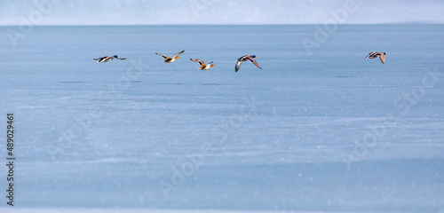 Frozen lake and birds. White blue nature background. Birds  Mallard  Eurasian Wigeon and Eurasian Teal. 