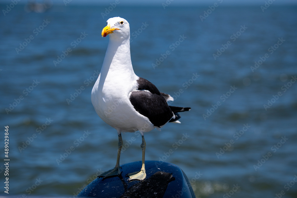 a seagull watching and waiting for food a seagull watching and waiting for food