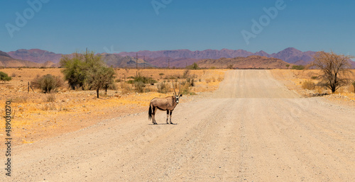 single adult oryx antelope standing on a main road, Sossusvlei, Namibia