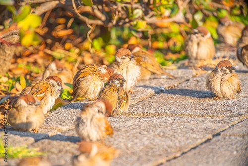 Fototapeta Naklejka Na Ścianę i Meble -  可愛くて癒される公園にいた沢山の野生の雀