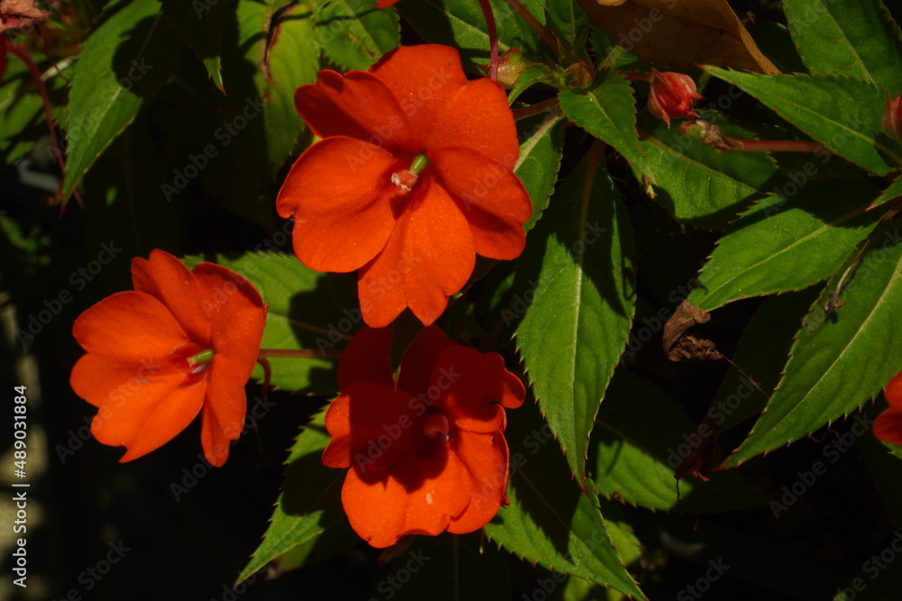 orange flowers on the sunlight orange flowers on the sunlight