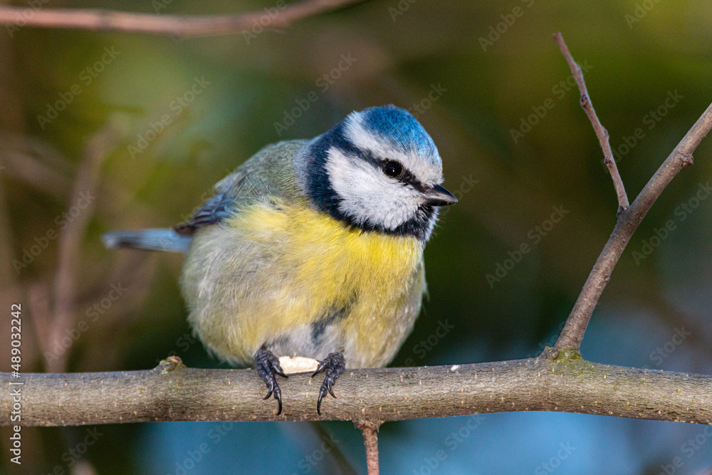Eurasian Blue Tit perched on a tree branch Eurasian Blue Tit perched on a tree branch