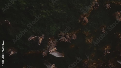 Amazingly beautiful shot inside dark stone cave with beautiful green moss and bats hanging on stone arches and flying around waving their big wings. House of bats in slow motion. film grain texture.