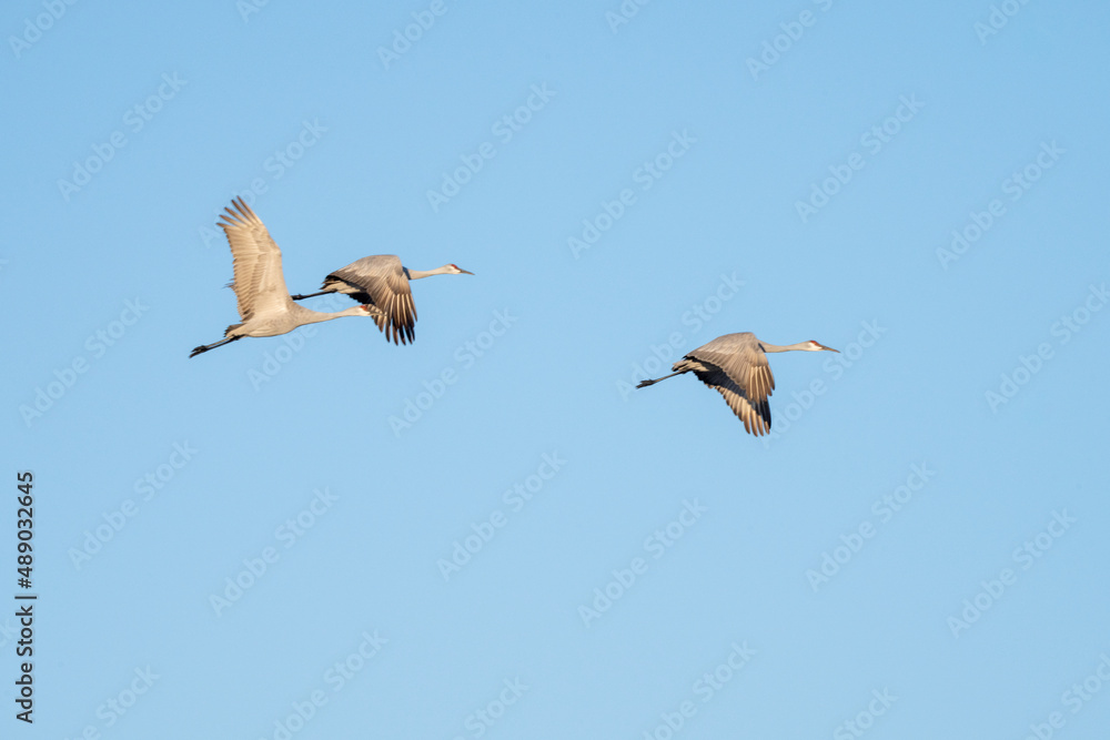 sandhill crane
