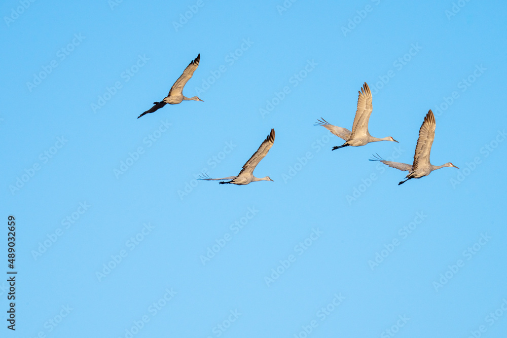 sandhill crane