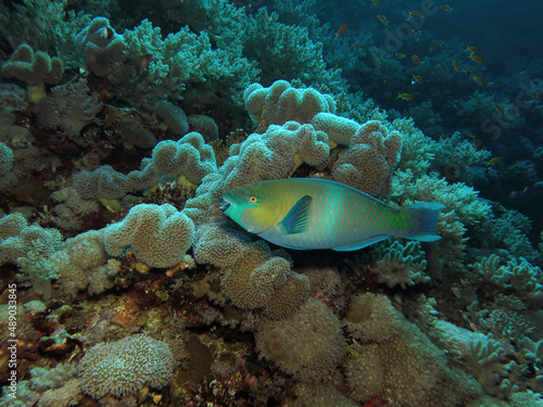 Rusty parrotfish Scarus ferrugineus 