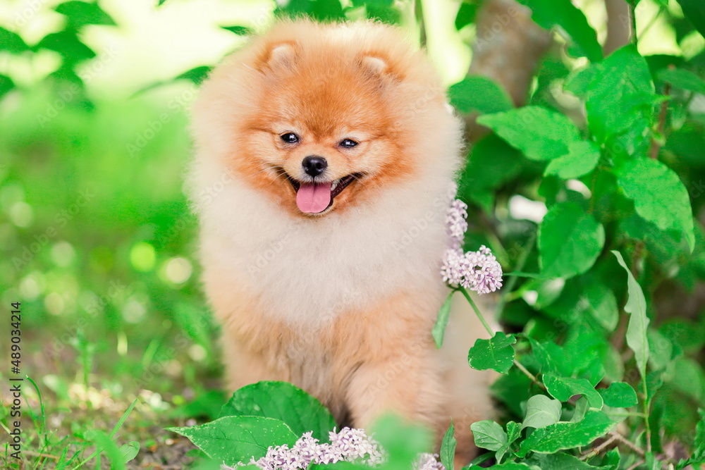 Happy pomeranian spitz dog smiling at nature Happy pomeranian spitz dog smiling at nature