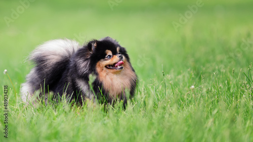 Happy pomeranian spitz dog of black and tan color on green grass at nature