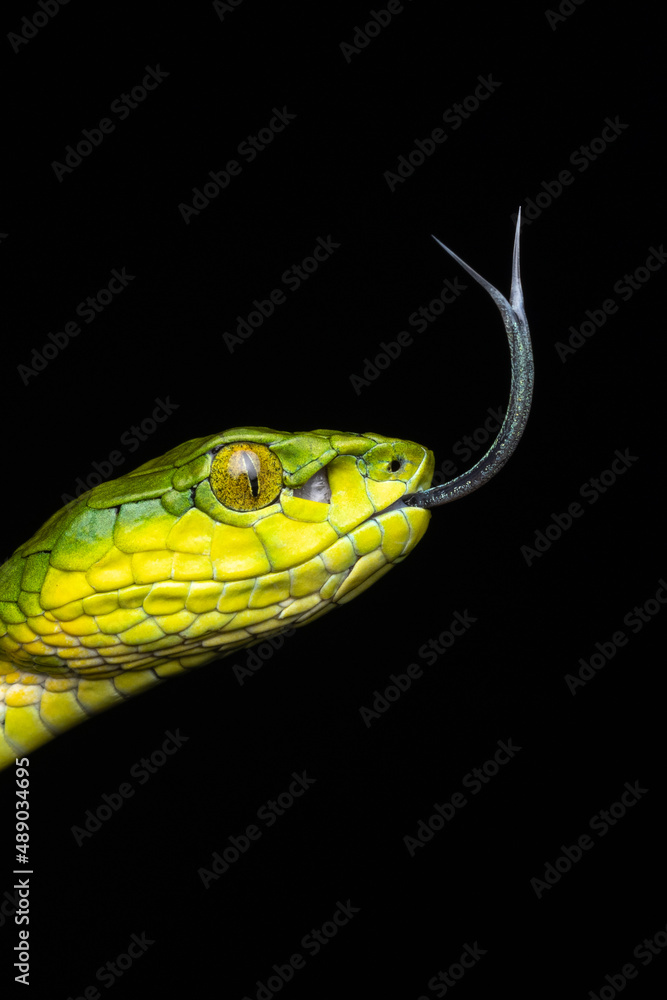 Obraz premium Large Scaled Pit Viper