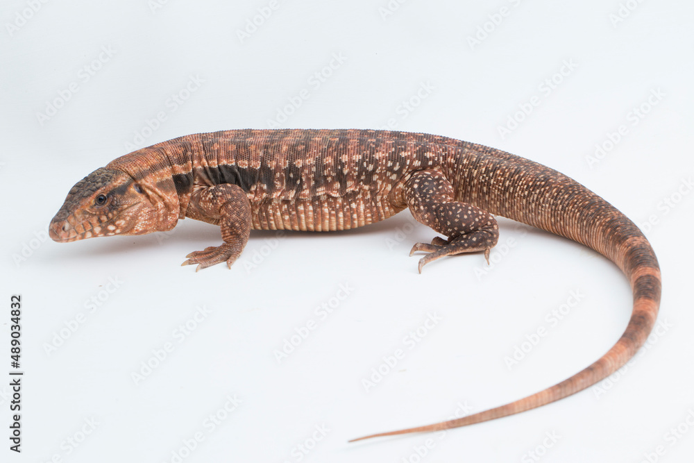 The red tegu lizard Salvator rufescens isolated on white background
The red tegu lizard Salvator rufescens isolated on white background