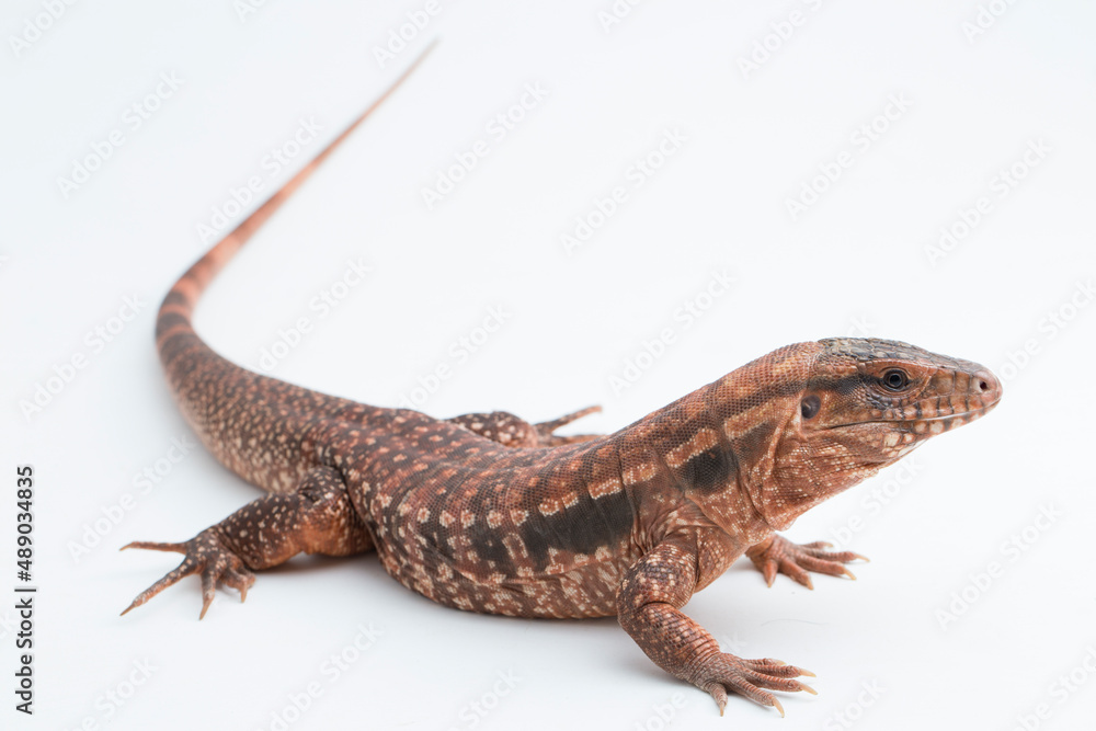 The red tegu lizard Salvator rufescens isolated on white background
The red tegu lizard Salvator rufescens isolated on white background