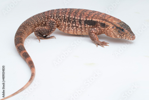 The red tegu lizard Salvator rufescens isolated on white background 