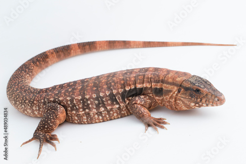 The red tegu lizard Salvator rufescens isolated on white background 
