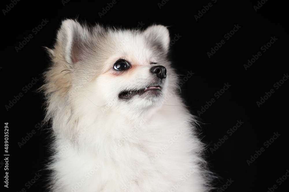 Obraz premium Portrait of cute white puppy of pomeranian spitz smiling isolated on black background