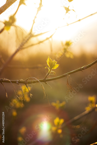 young leaves on the spring sunrise