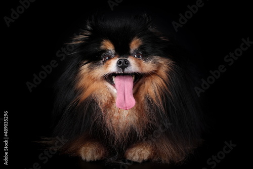 Crazy funny dog of pomeranian spitz breed with tongue hanging out isolated on black background © Neira