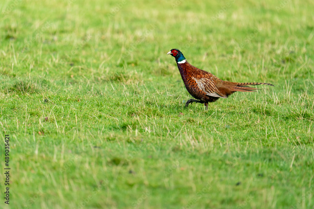Male Ring Necked Pheasant (Phasianus colchicus) running Male Ring Necked Pheasant (Phasianus colchicus) running