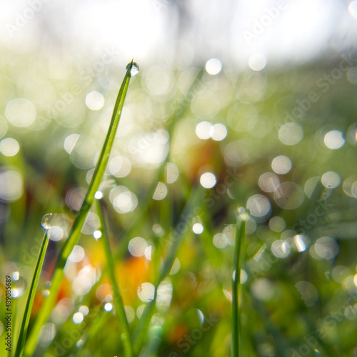 Droplets of dew on grass in the early morning sunshine. Wet grass. Square format.