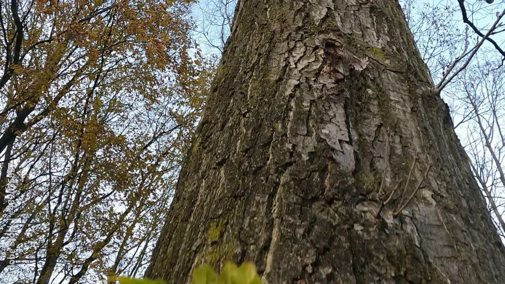 Ascending a big tall tree in the forest, similar to a squirrel. High quality 4k footage Ascending a big tall tree in the forest, similar to a squirrel. High quality 4k footage