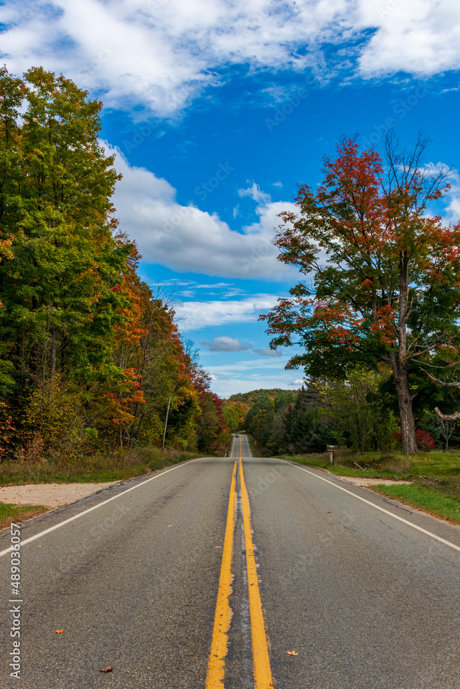 road in the forest