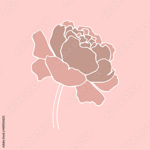 botanical floristic contour flower peonies open buds . Vector isolated minimalistic flower 