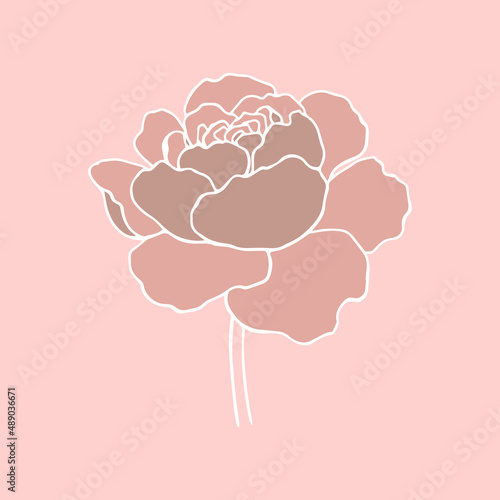 botanical floristic contour flower peonies open buds . Vector isolated minimalistic flower 