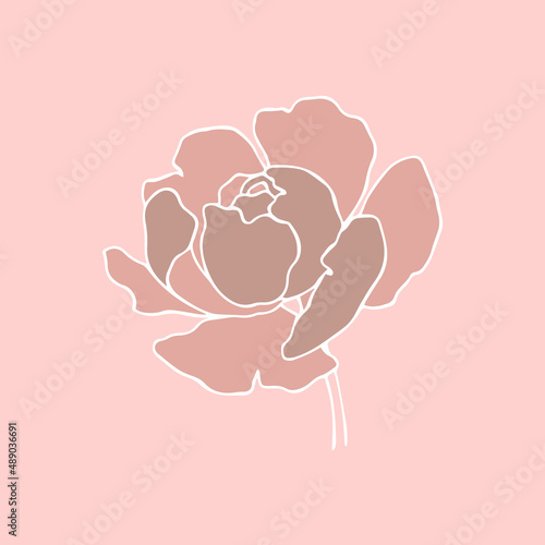 botanical floristic contour flower peonies open buds . Vector isolated minimalistic flower 