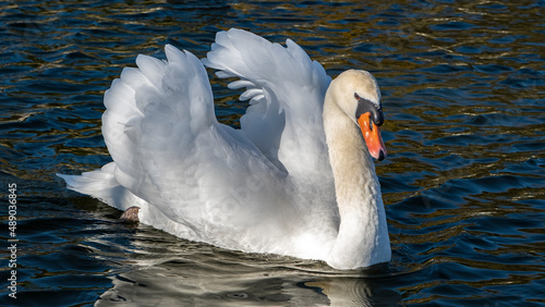 cisne Blanco photo