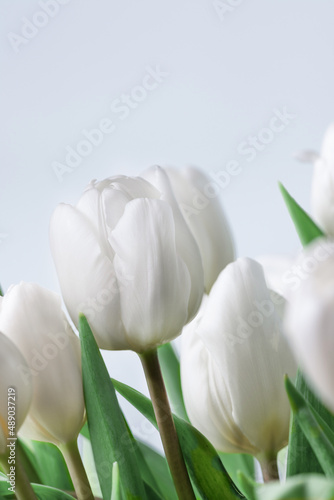 White tulips over white background. Spring tulip flowers background. Flower postcard.