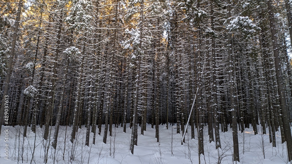 Fototapeta premium snow covered trees