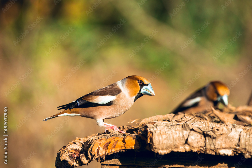 hawfinch sits on the stump. wildlife scene from nature. hawfinch sits on the stump. wildlife scene from nature.