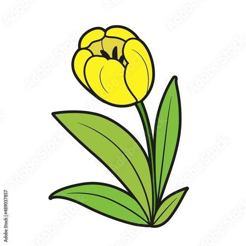 Tulip yellow color variation for coloring book isolated on white background