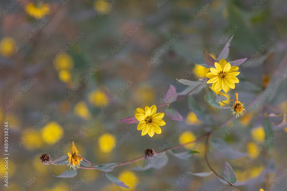 Yellow autumn flowers on a soft focus background Yellow autumn flowers on a soft focus background