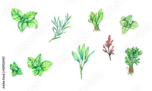 Watercolor herbs. Watercolor herbal illustration. Set watercolor herbs and plants  spices. Design with rosemary  basil  oregano  mint  sage  mizuna  parsley and garden scissors. Idea for logo  cards