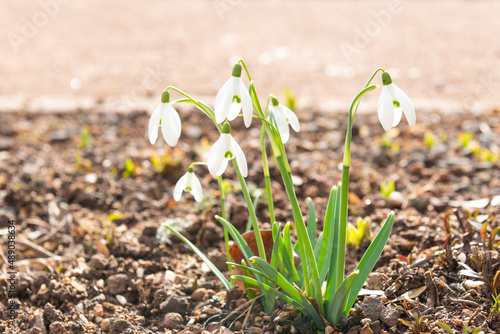 spring snowdrop flowers in garden sunny weather detail 