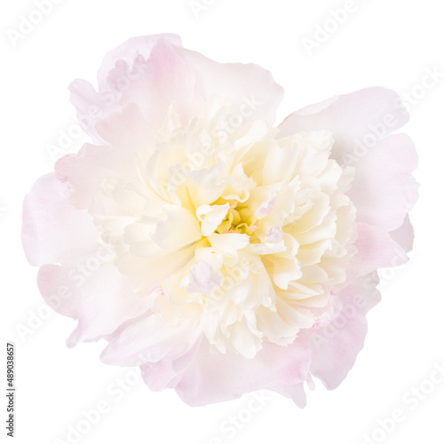 Delicate pink peony isolated on white background