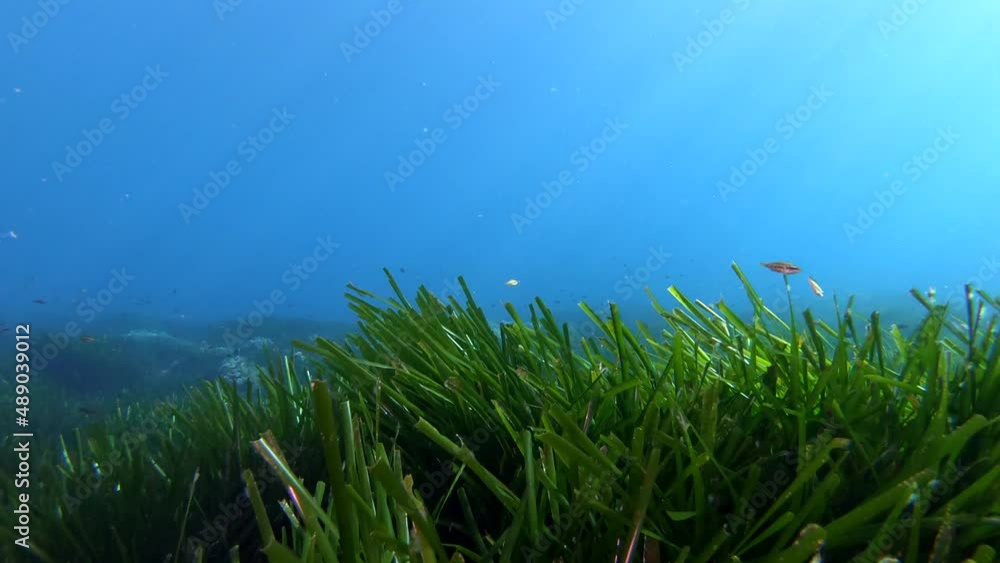 Green Posidonia seaweed field - Nature underwater Green Posidonia seaweed field - Nature underwater