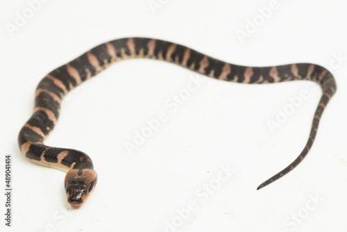Common puff-faced water snake homalopsis buccata isolated on white background 