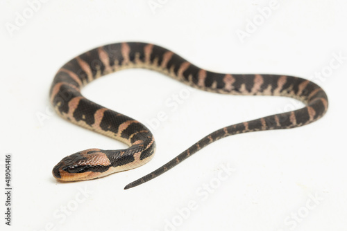 Common puff-faced water snake homalopsis buccata isolated on white background
