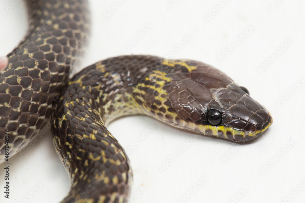 Obraz premium Oriental wolf snake Lycodon capucinus isolated on white background 