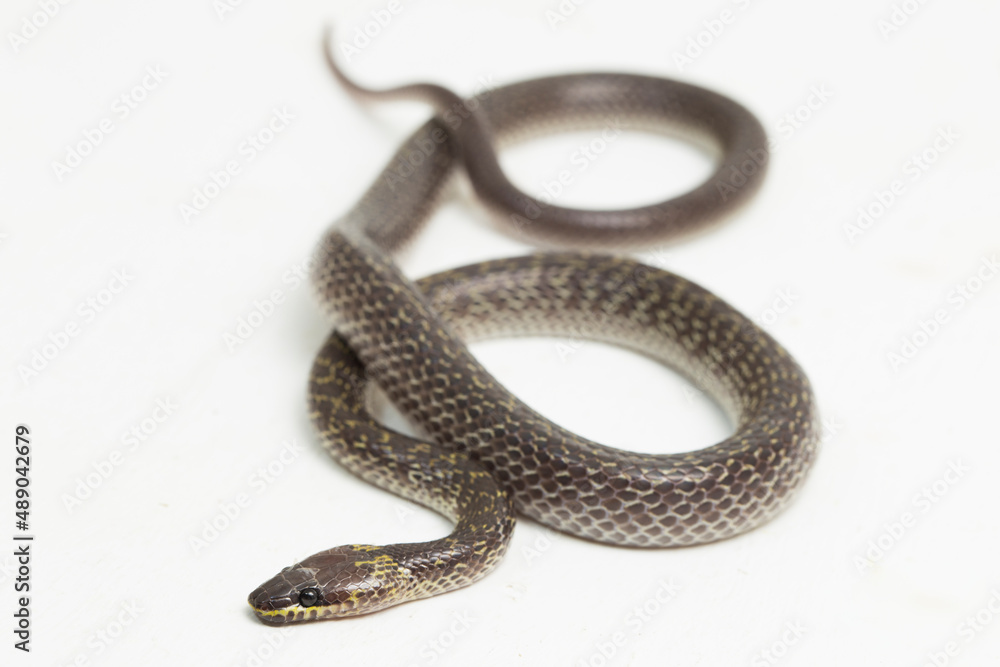 Obraz premium Oriental wolf snake Lycodon capucinus isolated on white background 