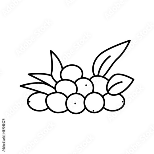 olive natural berries line icon vector illustration