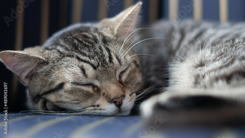Cute cat sleeping on the couch