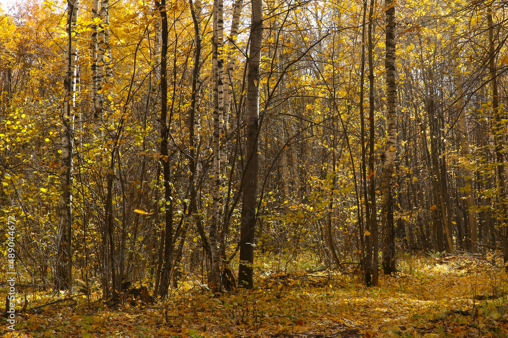 autumn landscape, leaf fall in the forest on a sunny day, blurred autumn landscape, leaf fall in the forest on a sunny day, blurred