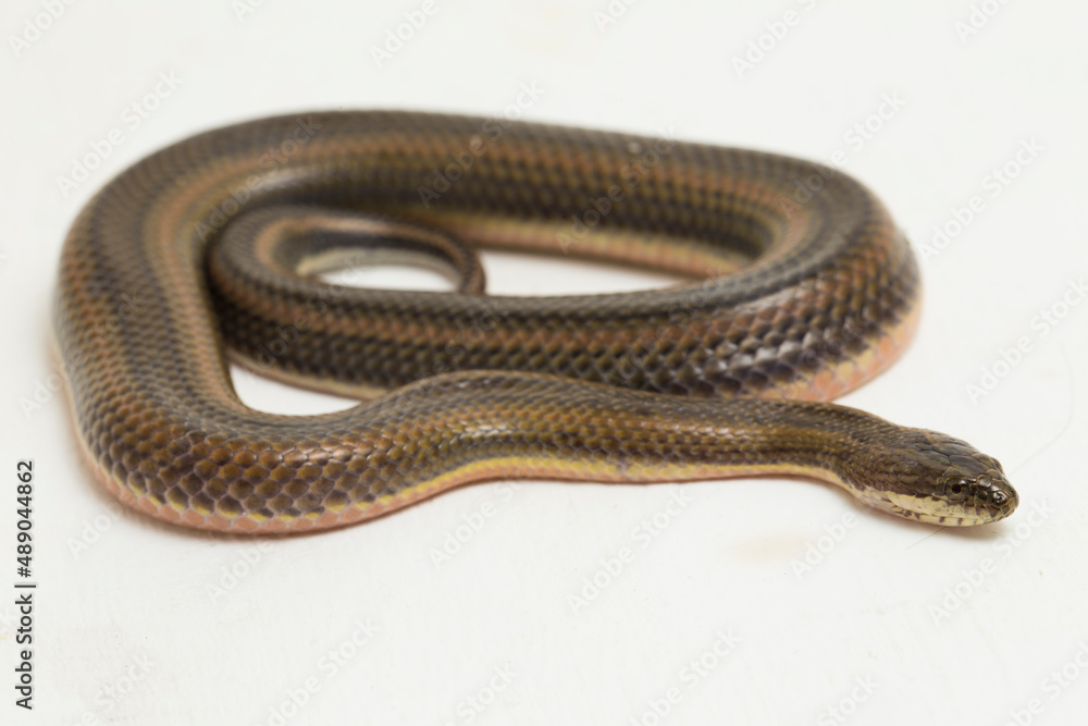 Rainbow water snake Enhydris enhydris isolated on white background
Rainbow water snake Enhydris enhydris isolated on white background