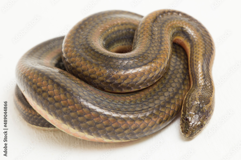 Obraz premium Rainbow water snake Enhydris enhydris isolated on white background 